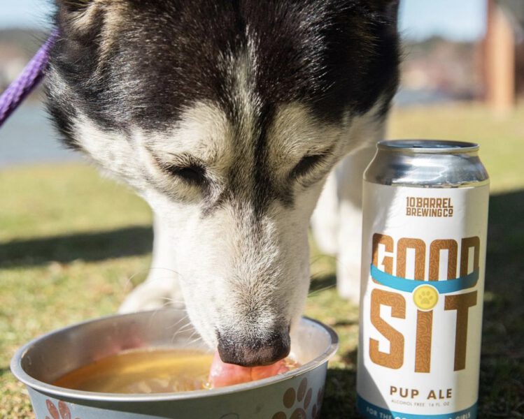 Husky drinks non-alcoholic good sit pup ale from 10 barrel brewing