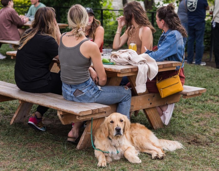 golden retriever lay on the lawn of bend brewing company beneath a picnic table