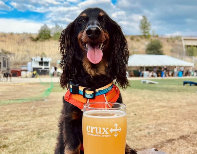 dachshund sits outside of crux fermentation project behind a foamy beer