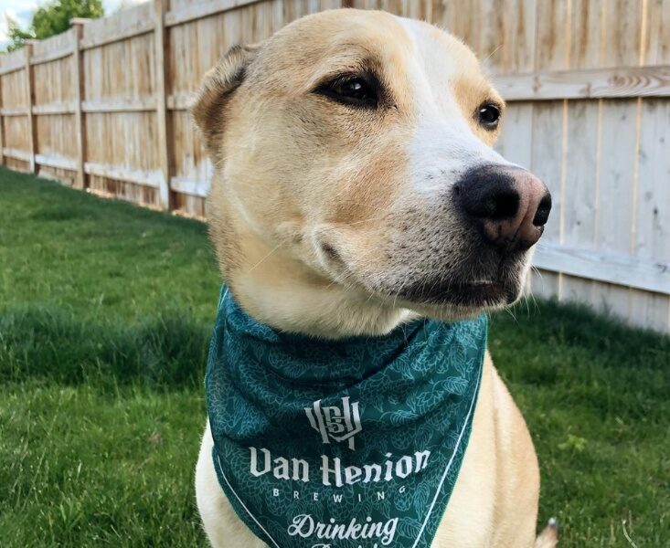 Dog wears a bandana labeled "Van Henion Drinking Buddy"