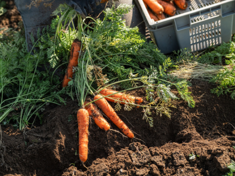 Rainshadow Organics